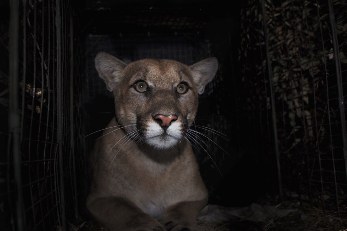 The mountain lion, P-61, which had successfully crossed the 405 Freeway a couple of months ago was killed on that freeway in early September. 