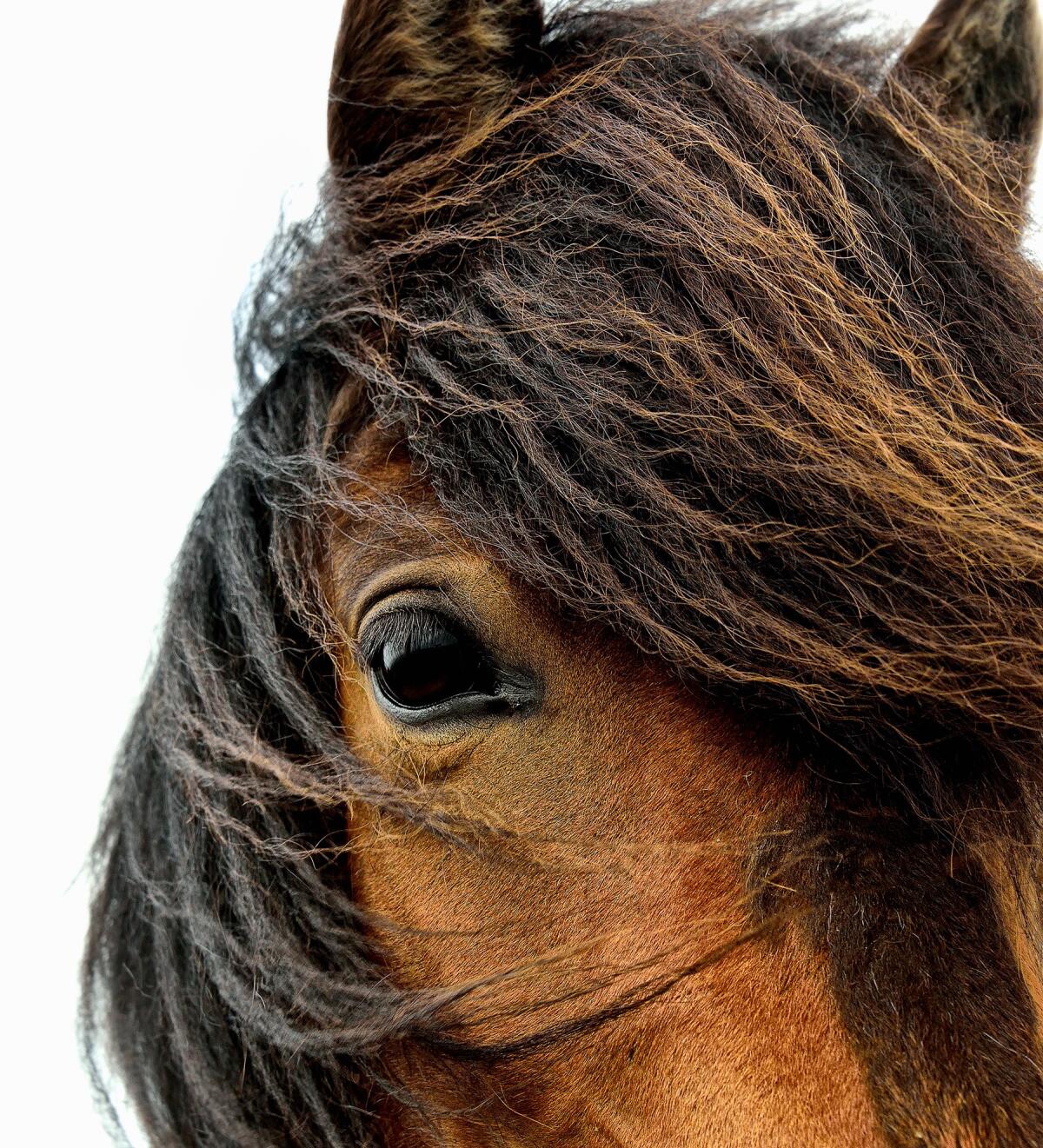 Close-up of a horse in Iceland (Ken Lee)