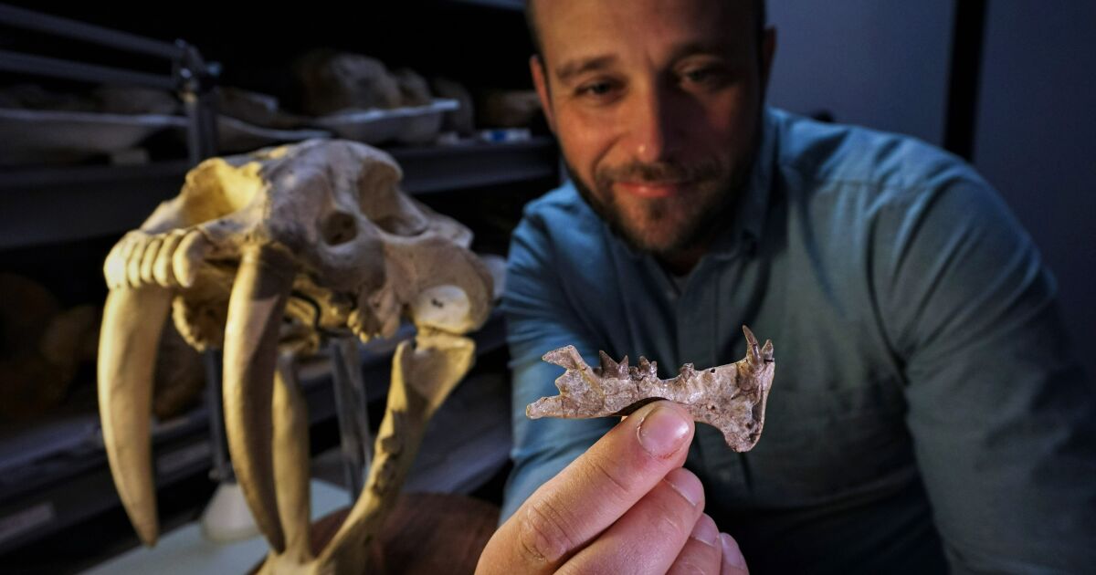 Local paleontologists announce discovery of new San Diego saber-toothed  catlike species - The San Diego Union-Tribune