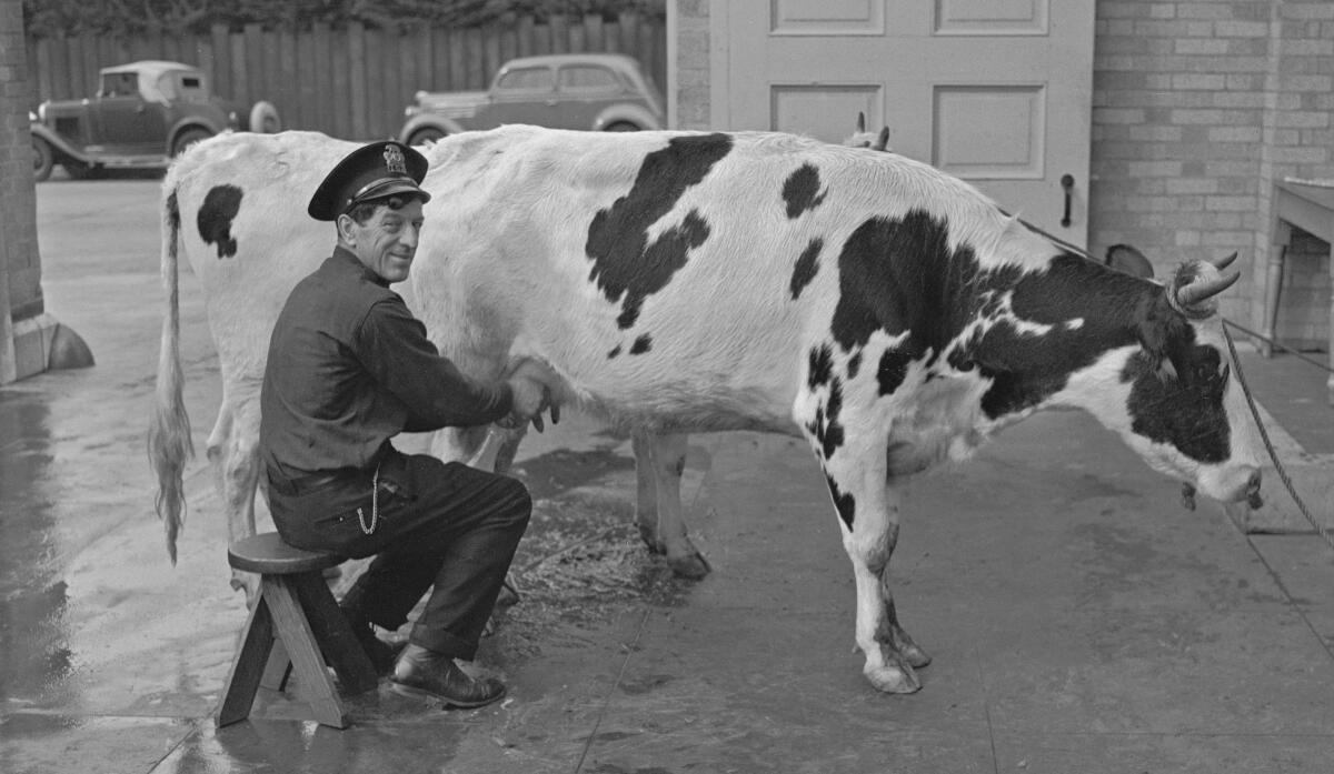 A man in a police uniform sits on a stool milking a cow.
