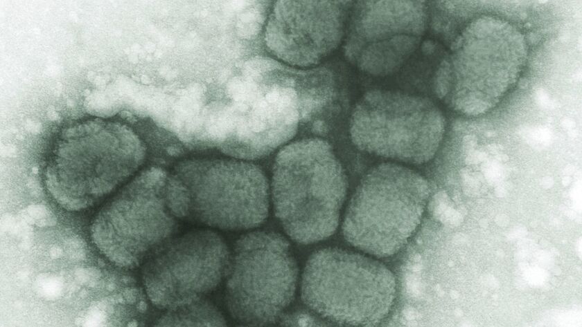This 1975 microscope image made available by the Centers for Disease Control and Prevention shows a cluster of the smallpox virus.