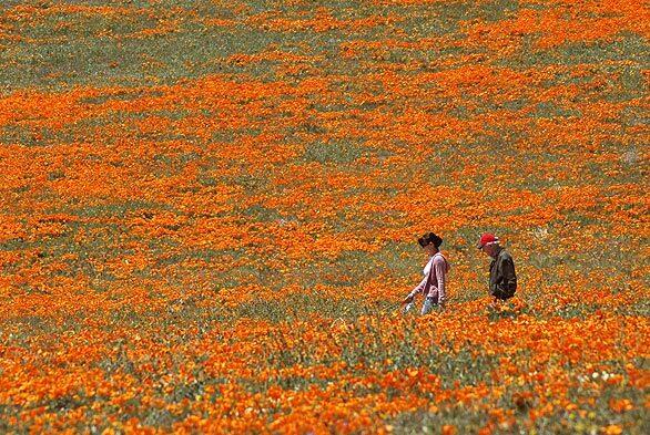 Poppies