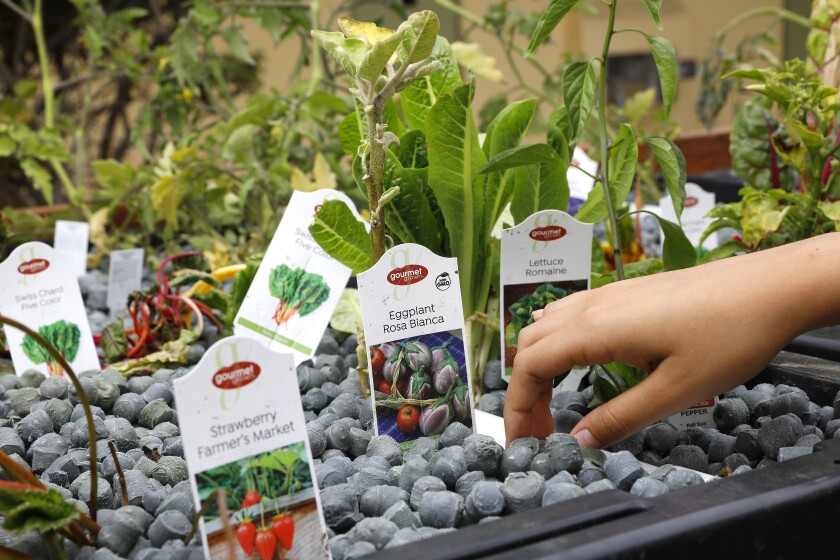 A hand reaching into a vegetable garden using gray nuggets of recycled plastic as its growing medium.