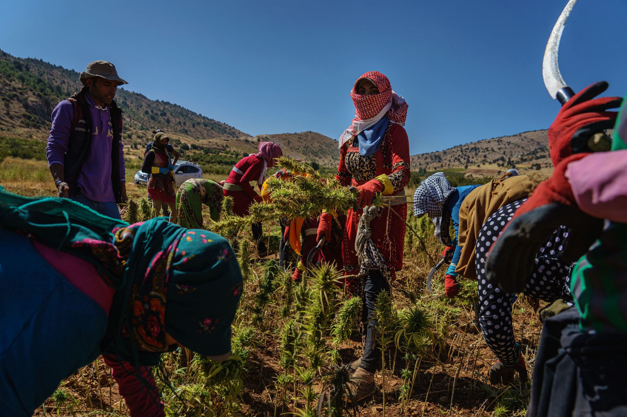 Armed with sickles, farmworkers harvest cannabis in the village of Yammouneh, Lebanon.