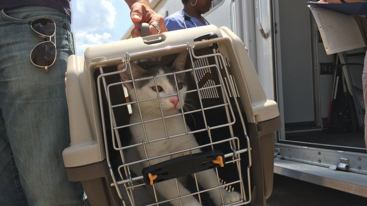 A cat from League City, Texas, is brought from a big-rig truck to the Emancipet clinic in Houston.