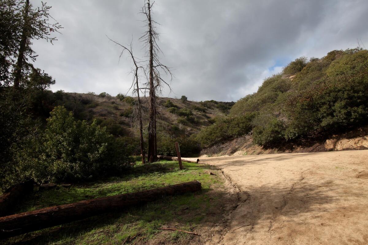 California native plants in Griffith Park include oaks, walnut, lilac, mountain mahagony, sages, toyon and sumac.