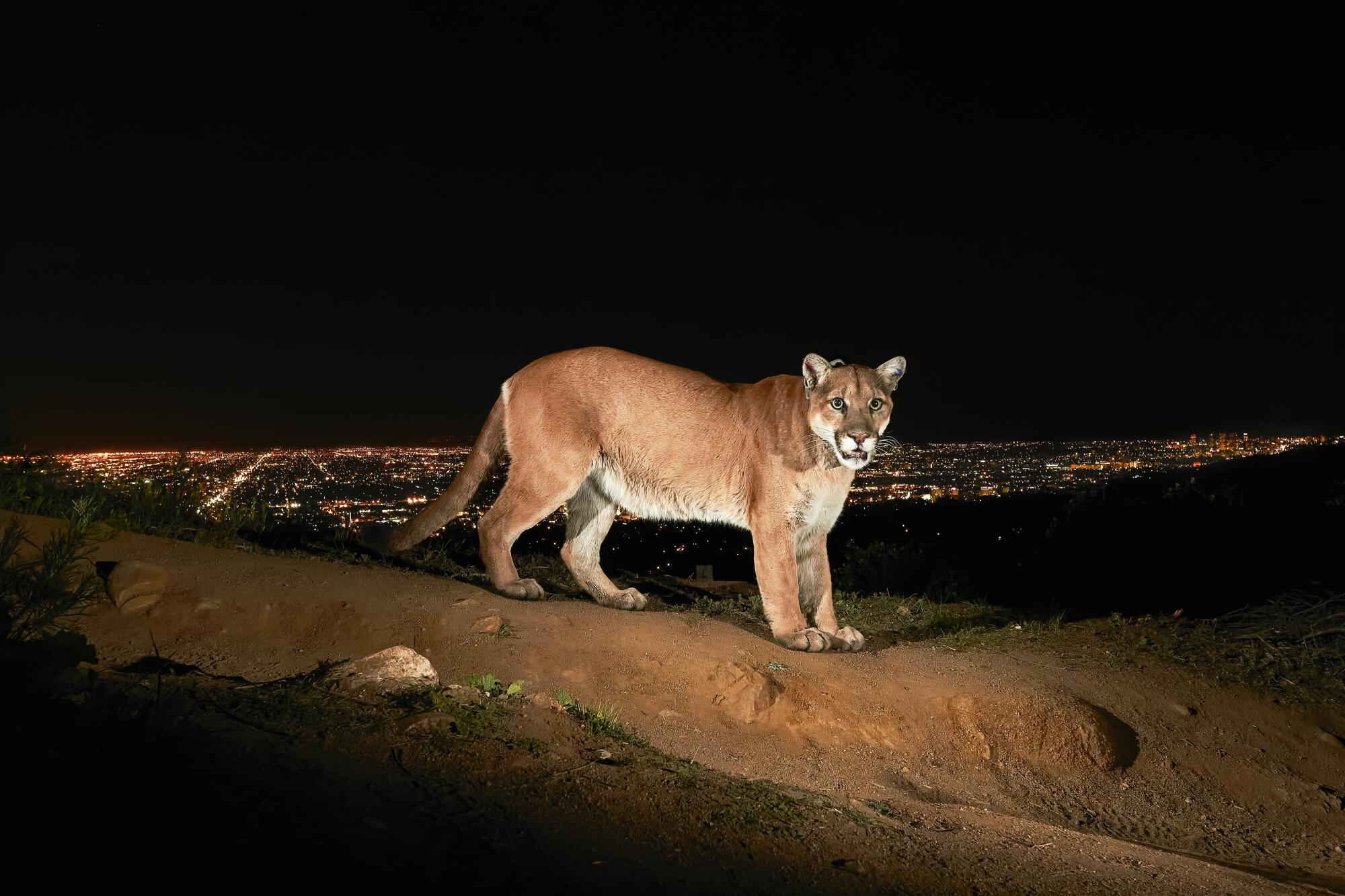 A remote camera captures P-22 at night in Griffith Park.