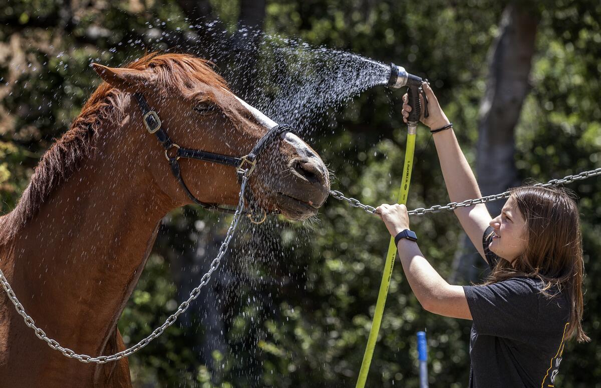 Helena Staszower sprays her horse outdoors.