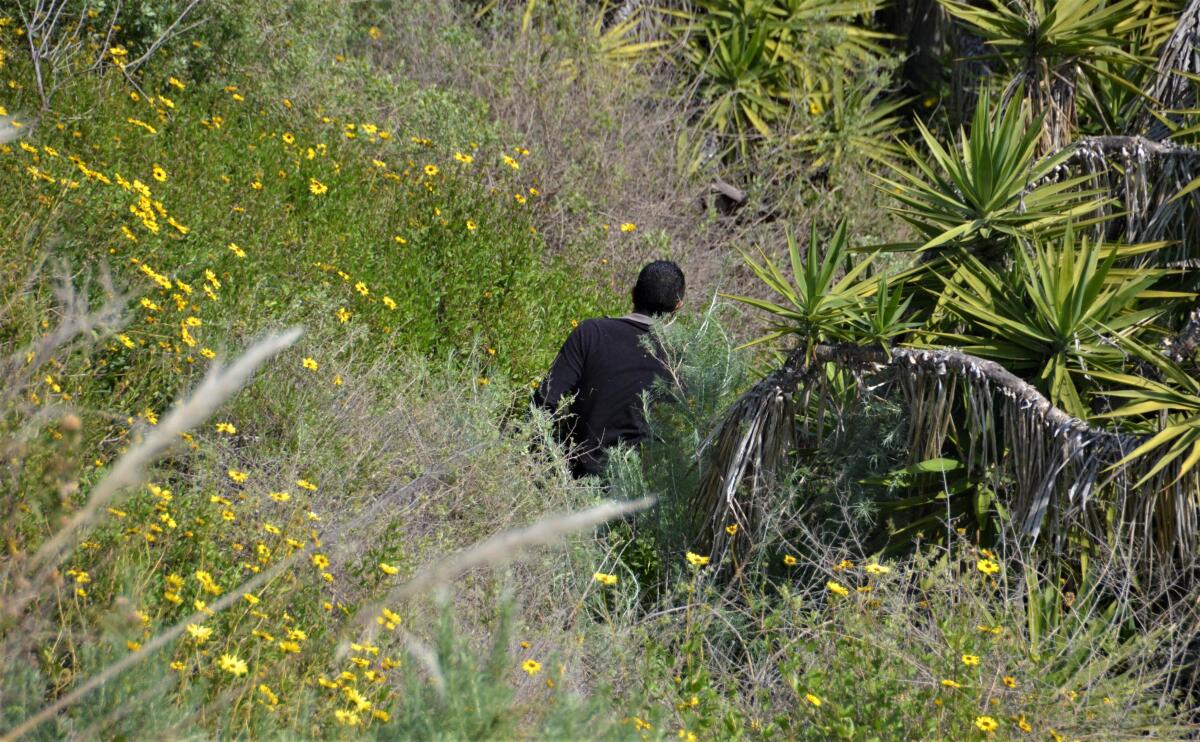 Newport Beach Engineer Geologist Sergio Gutierrez checks out the slope below 1950 Galaxy Drive during a March 8 inspection.