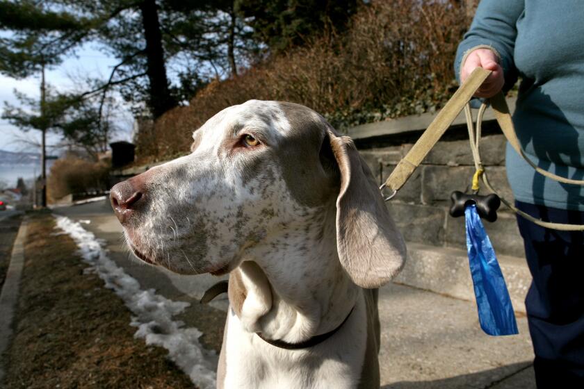 Kathy Rogalski walks Gunner, 8 a Weimaraner she takes care of for a client in Tarrytown, N.Y., Monday, February 2, 2009. Rogalski and her husband Jim of nearby Yonkers, both retired, bought a Fetch! pet sitting franchise a year ago and now regularly care for animals daily. (AP Photo/Craig Ruttle)