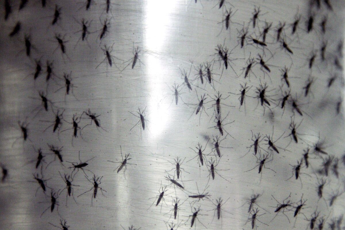 Many genetically modified aedes aegypti mosquitoes are held in a container.
