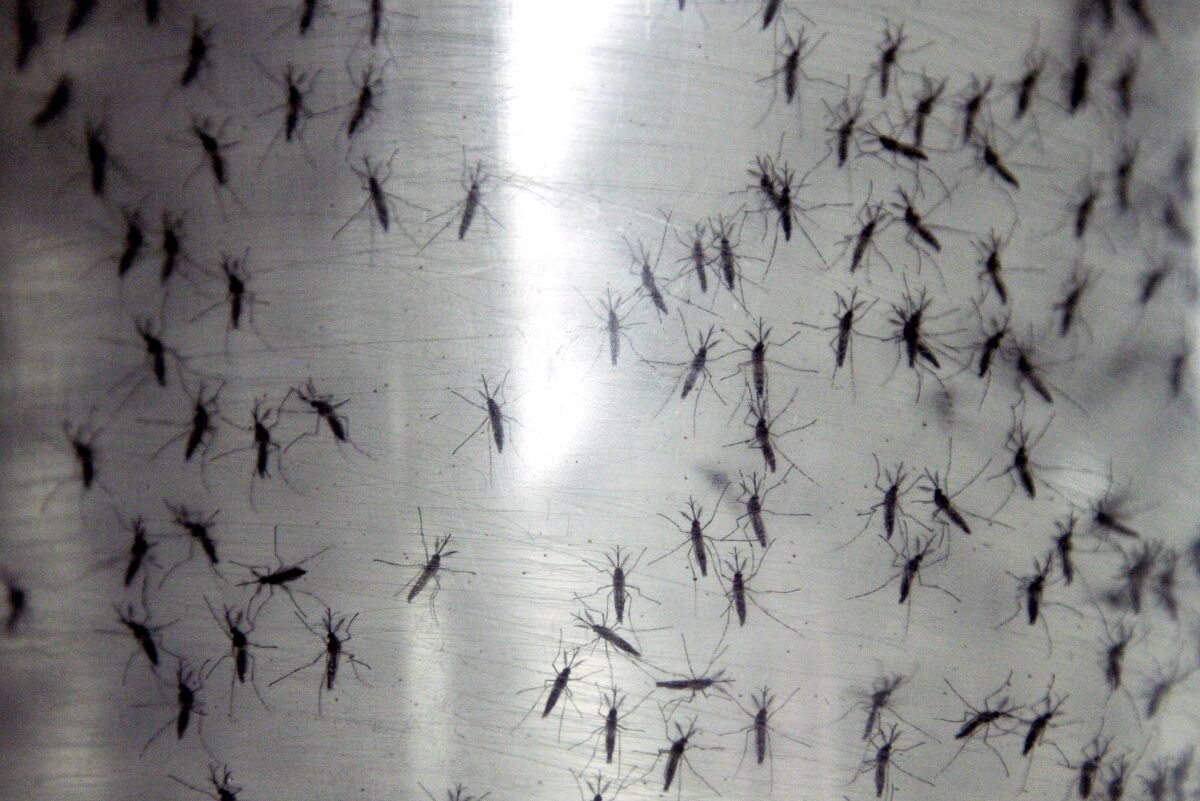 Containers hold genetically modified Aedes aegypti mosquitoes in Panama in 2014.