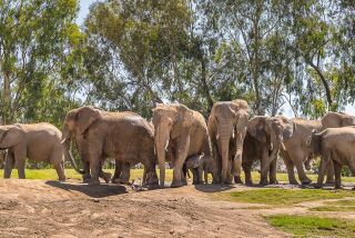 A herd of elephants gathers at the Wild Animal Park (* need to check name )