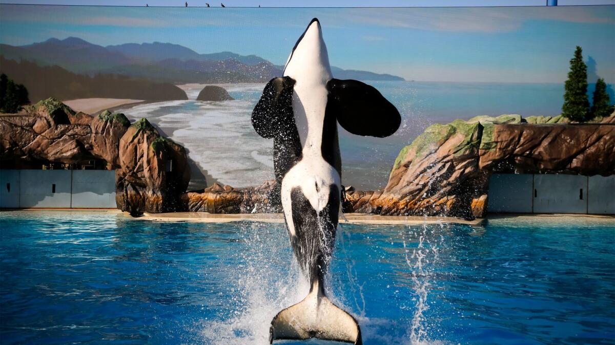 SeaWorld San Diego debuted its Orca Encounter show this year.