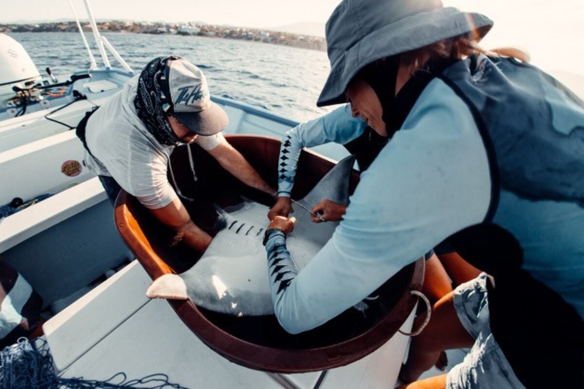 Team members on an expedition supported by the Walter Munk Foundation for the Oceans tag a mobula munkiana for further study.