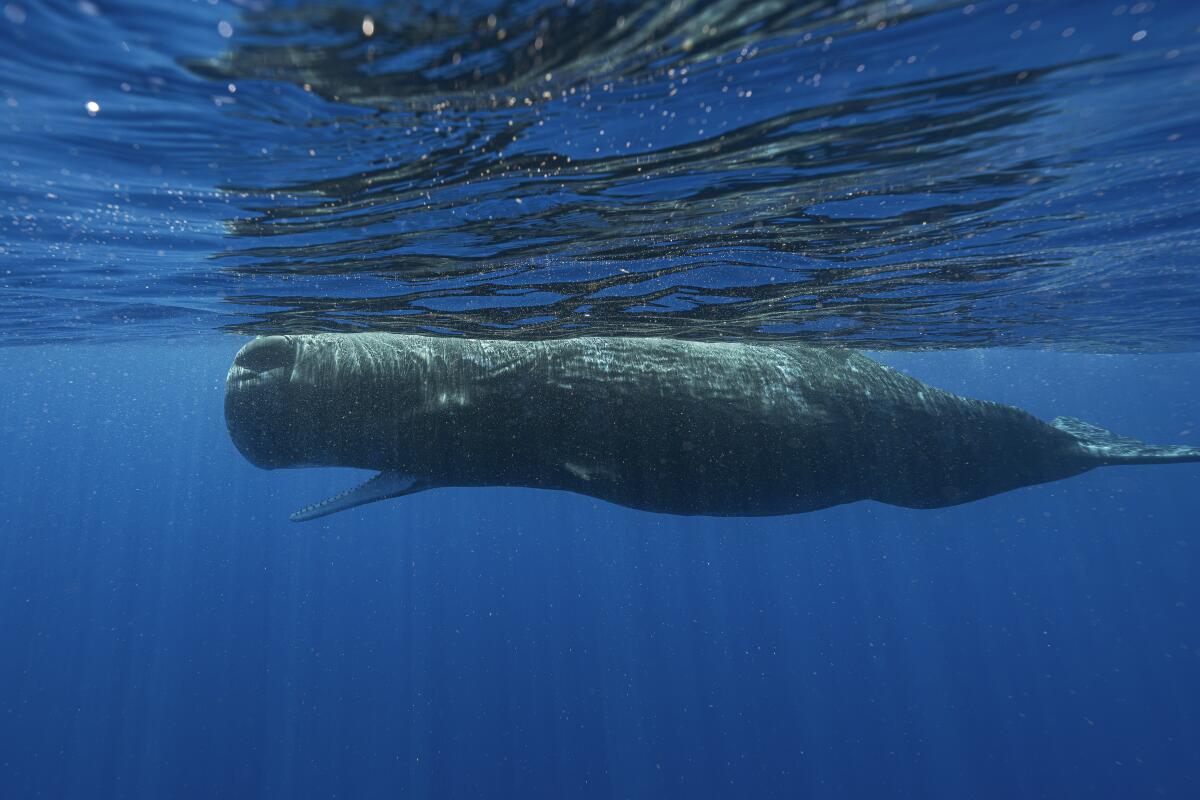 Una ballena nada frente a las costas de Dominica en marzo de 2024. 