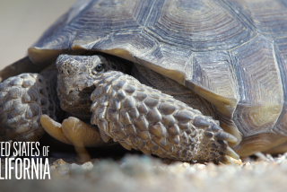 A desert tortoise found in Desert Tortoise Research Natural Area, in California City.