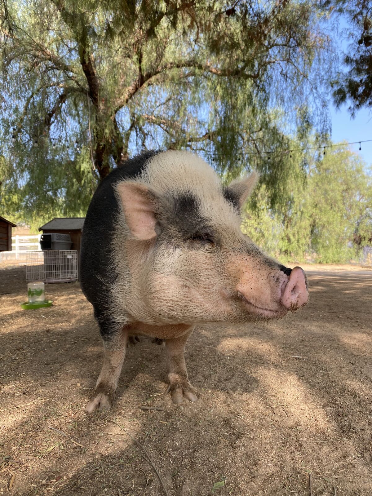 Bruce, a pig who lives at No Boundaries Farm, survived the September 2020 Valley Fire.