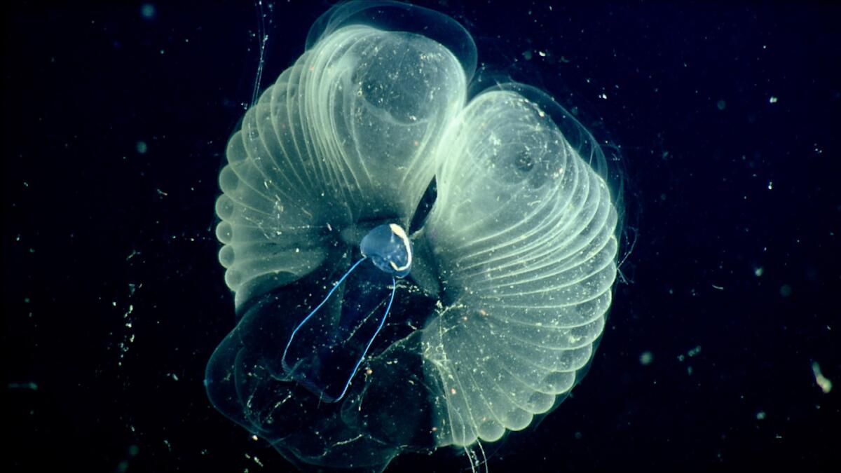 A close-up view of a giant larvacean shows the inner filter of its mucus complex