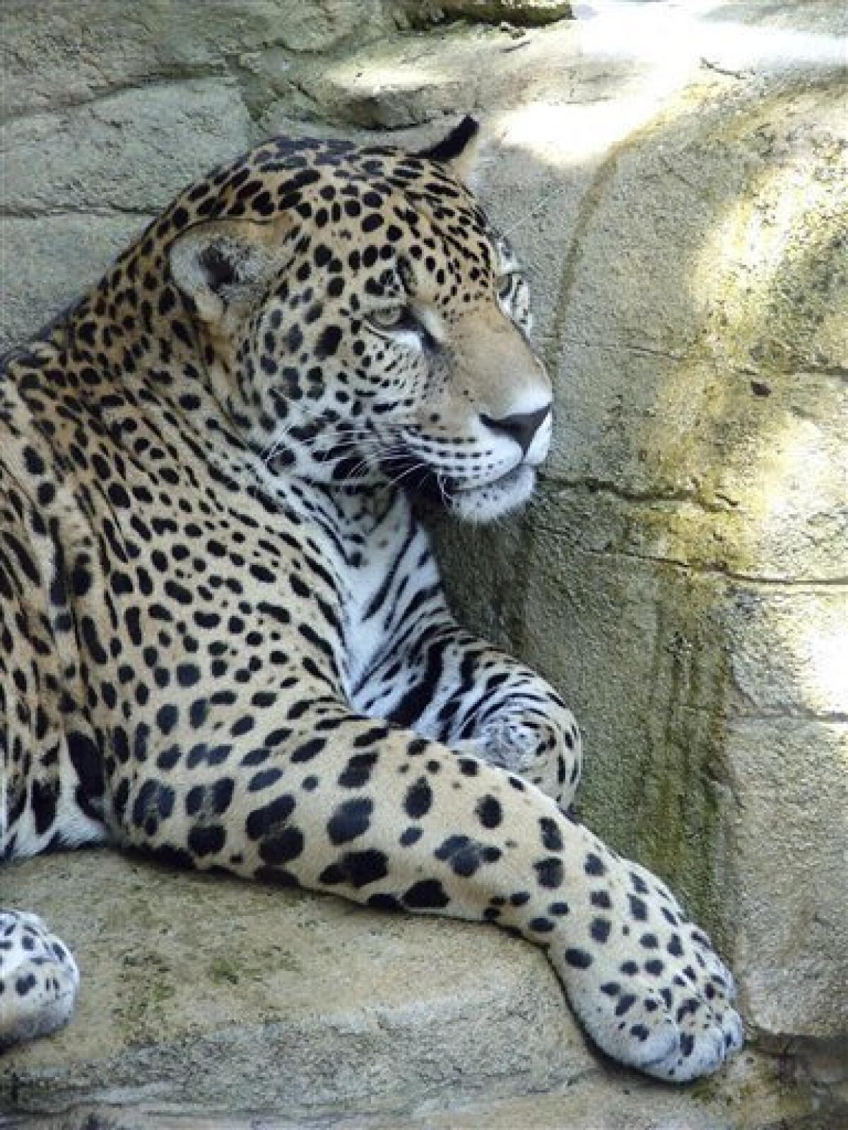 Jaguar  Akron Zoo