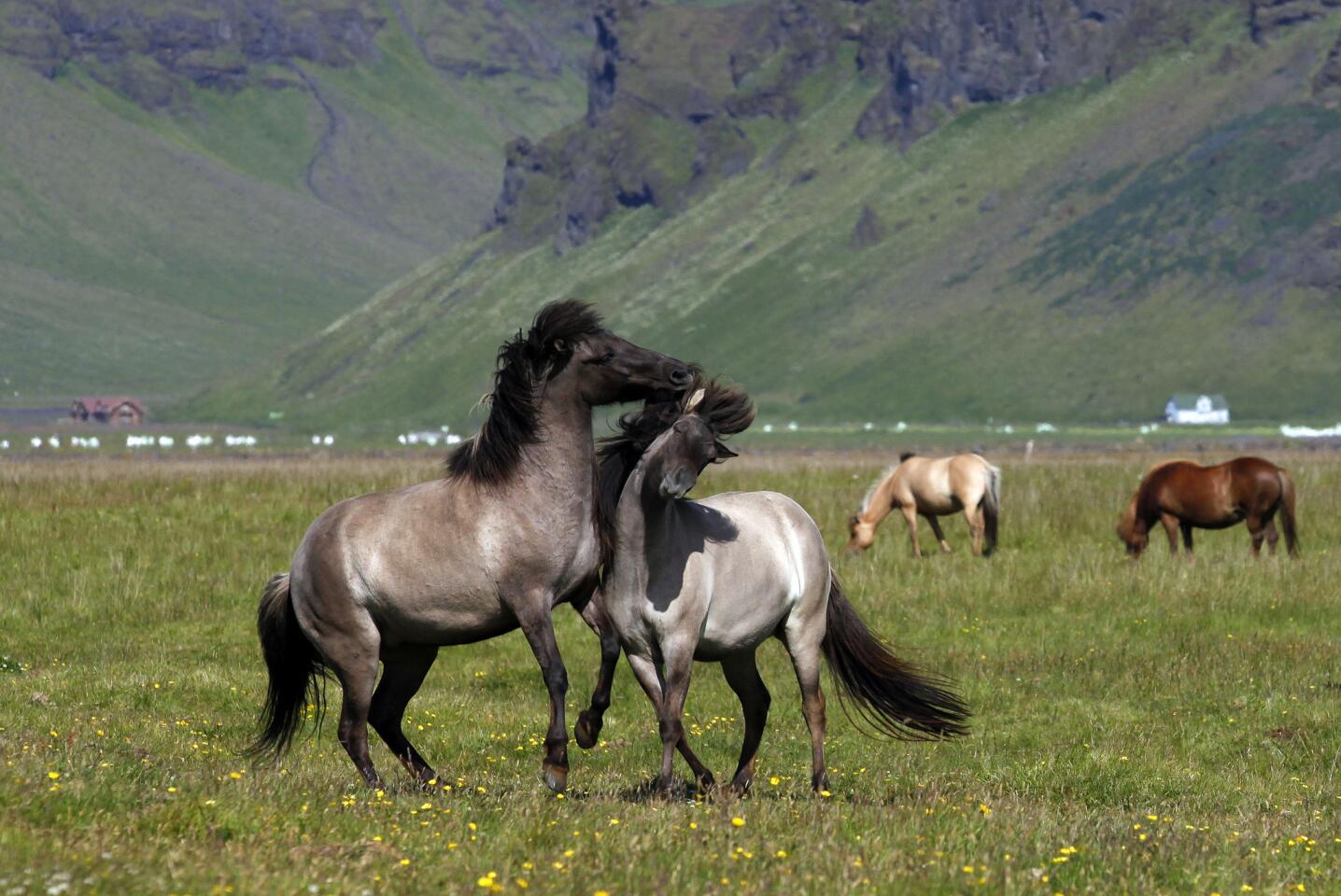 Icelandic horses, south Iceland