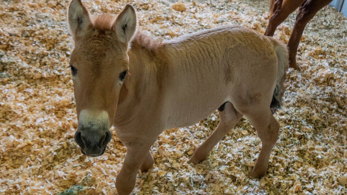 Kurt, the first-ever Przewalski’s horse clone