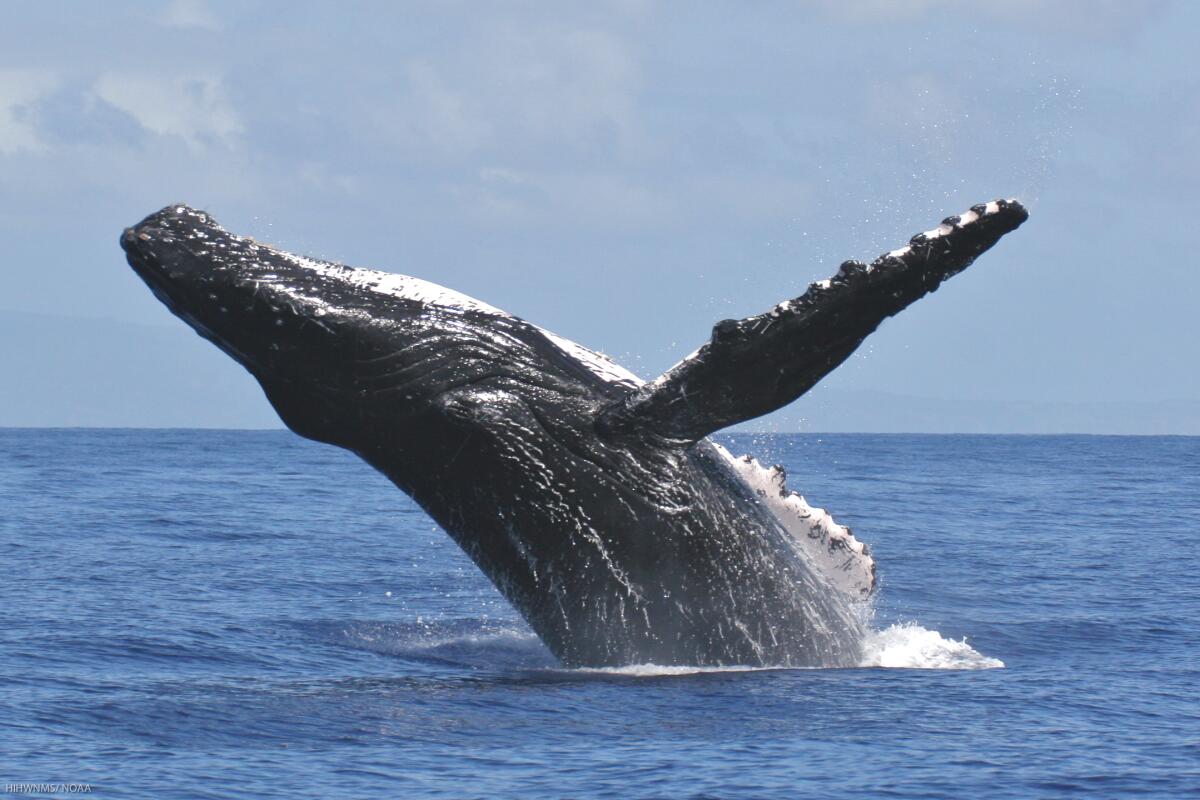 "Secret of the Whales" se estrena el Día de la Tierra.