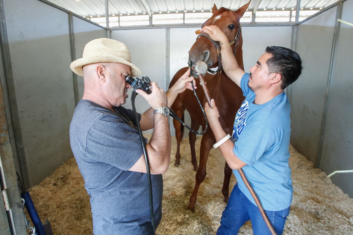Trainer Peter Miller uses an endoscope to view the respiratory system of Family Girl at Del Mar racetrack. Family Girl was among Miller's horses that survived the Lilac fire that struck the San Luis Rey Training Center in December. The trainer lost five others.