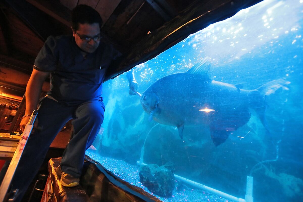 Jorge Mastache feeds a carrot to Rufus, a 37-year-old pacu fish who lives in one of dozens of tanks inside the long-closed Bahooka restaurant. The new owners are eager to remodel the iconic tiki restaurant, but they haven't decided the fate of Rufus and hundreds of other aquatic creatures being maintained in the darkened establishment.