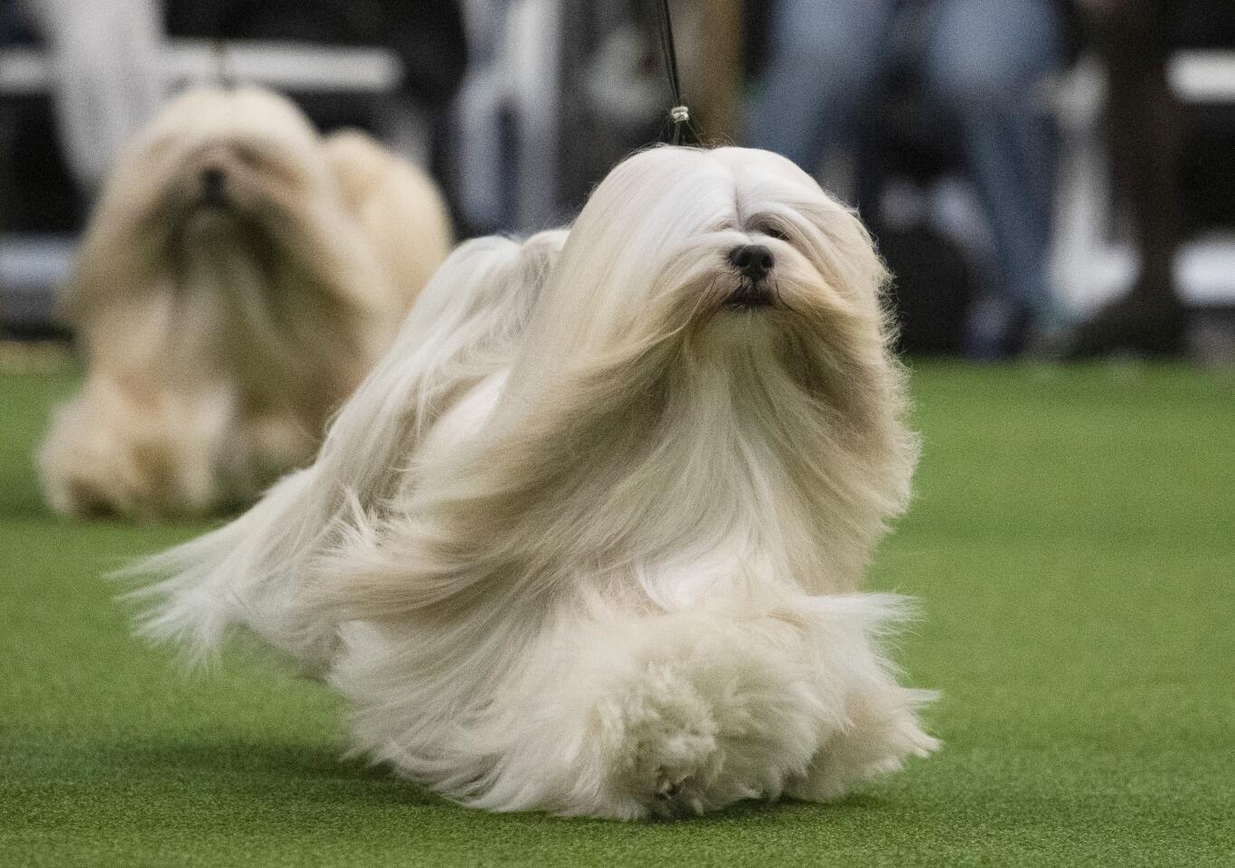 Westminster Dog Show