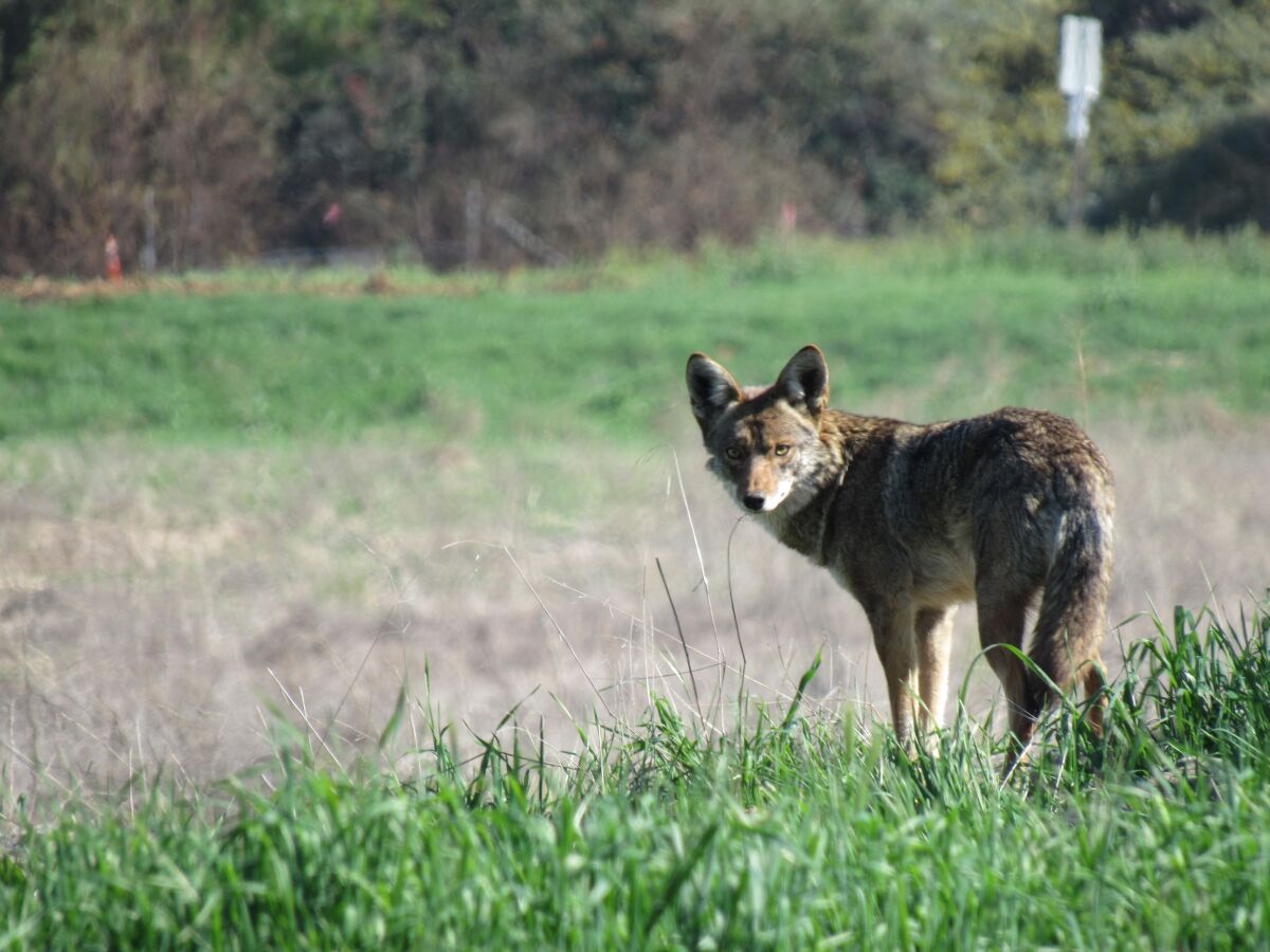 a coyote stands in a grassy field