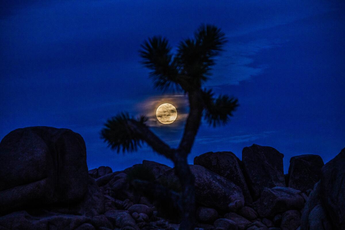 Clouds surround the super flower moon rising above rocks and Joshua Trees at night