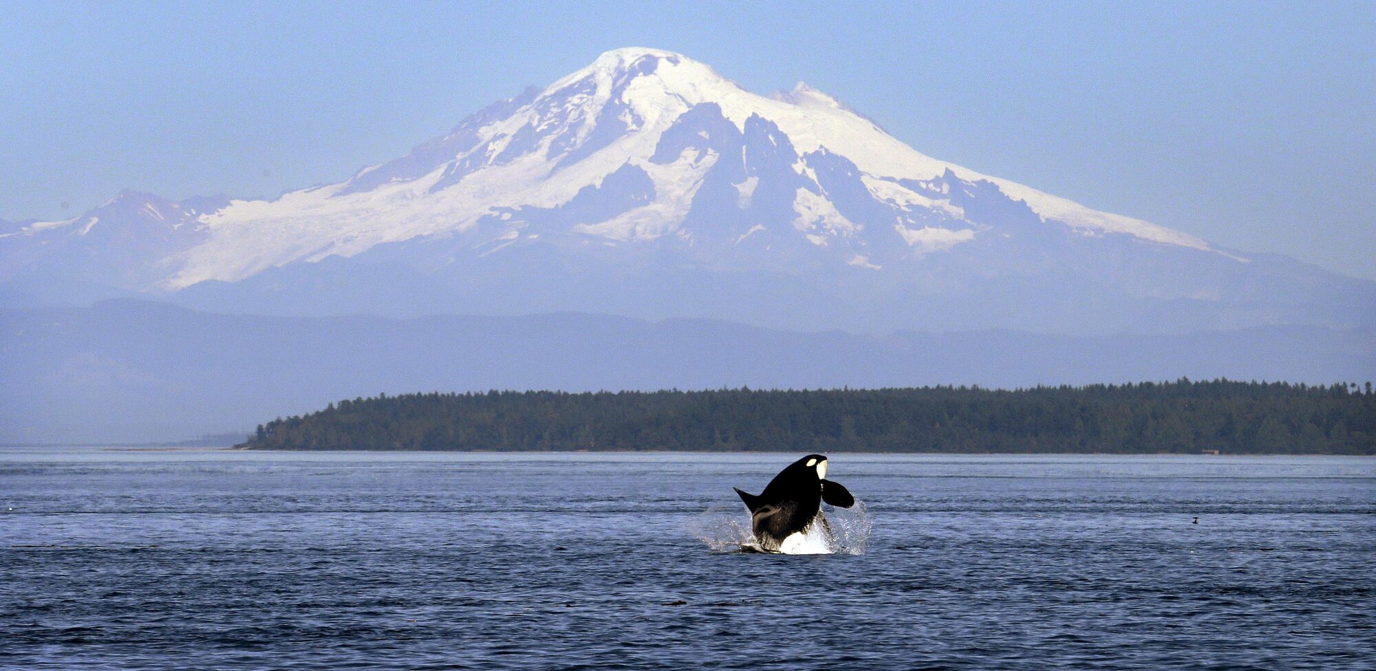 An orca whale breaches in view of Mount Baker in the Salish Sea in the San Juan Islands, Wash.