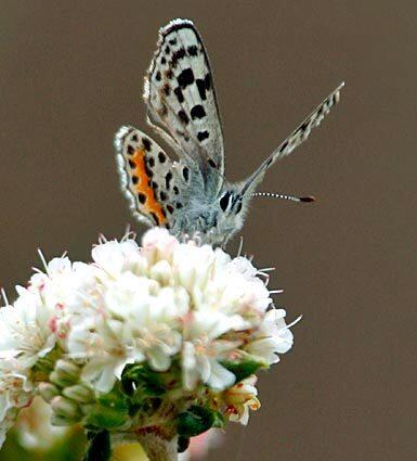 El Segundo blue butterfly