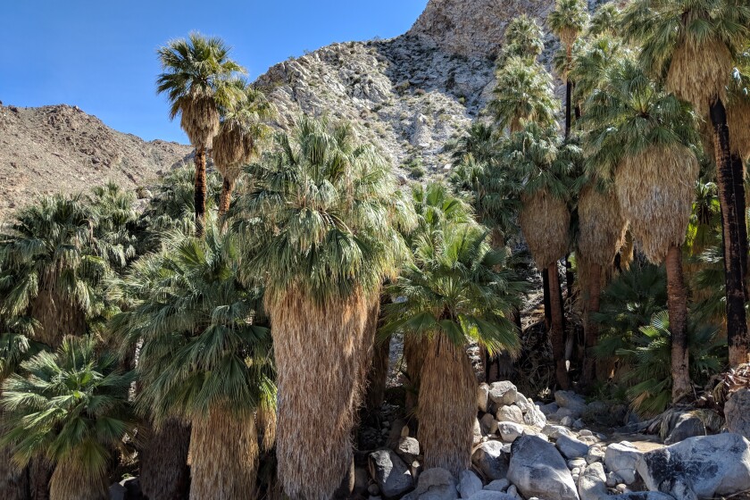 **49 PALMS OASIS Length: 3-mile out and back Elevation gain: 650 feet Trailhead: 1.75 miles south of CA-62, off Fortynine Palms Canyon Road Parking: Paved lot, free (no National Park fee here) Are you an arbor admirer? Log lover? Grove groupie? Well, get out your palm palms and cheer for the copse of fan varieties at 49 Palm Oasis in the northeast corner of Joshua Tree National Park. On this roller-coaster out and back, a steep shadeless climb nets you expansive brutalist desert views to the north and canyon vistas of the oasis nestled amongst a mountainous backdrop. Coyotes, bighorn sheep and resident birds, like Gambel's quail and orange-and-black hooded orioles, rely on the space for water and a cooldown under the thicket of fan palms. You may even spot the rare desert tortoise on the trail - watch out on your drive in too, as they've been known to bask on the paved road. Enjoy some bouldering or a peaceful picnic as you try and count all 49 adaptable floral specimens. What a TREEt!