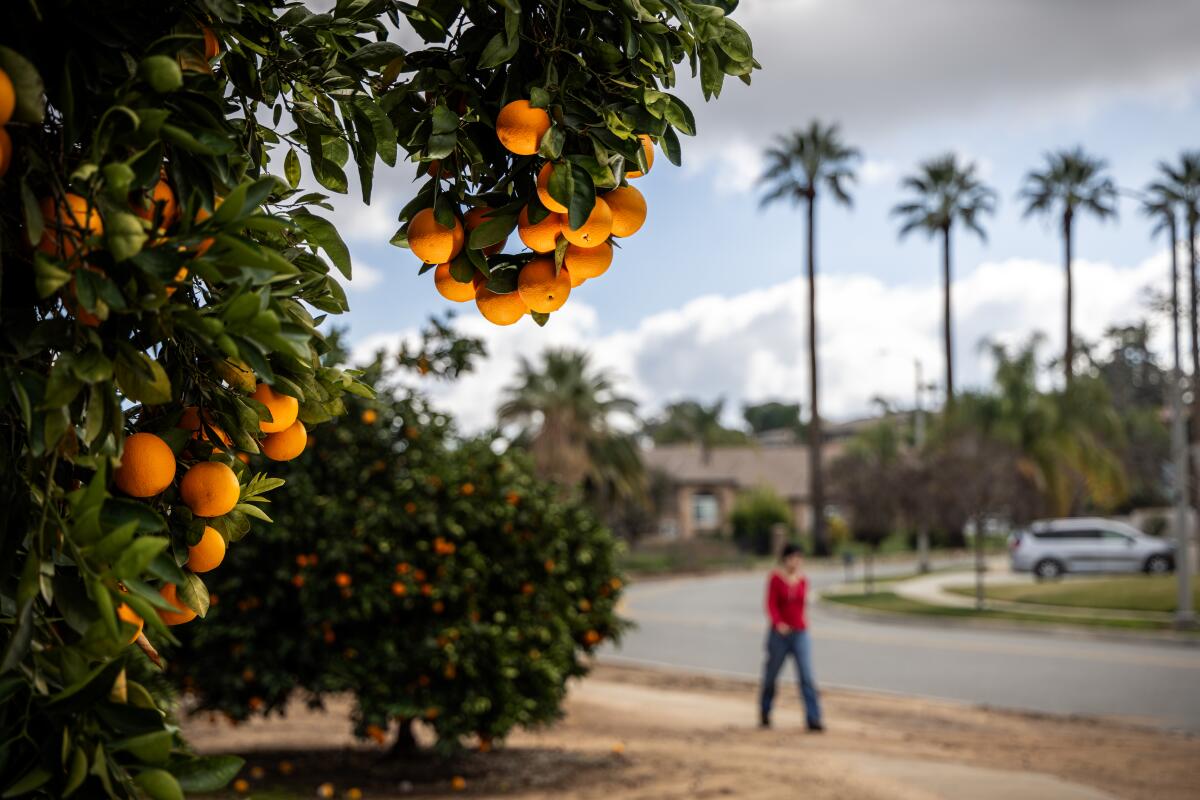 An orange tree hangs over a sidewalk in Redlands, Calif.