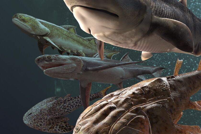 This illustration provided by Heming Zhang in September 2022 depicts some of the fossil fish, more than 400 million years old, which were found by researchers in southern China, announced in a series of studies published in the journal Nature on Wednesday, Sept. 28, 2022. The fossils date back to the Silurian period when scientists believe our backboned ancestors, who were still swimming around on a watery planet, may have started evolving teeth and jaws around this time. (Heming Zhang via AP)