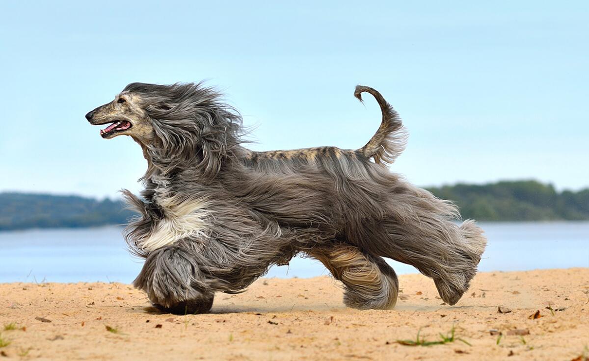 Dog Breeds That are Low Shedding: Ideal Pets