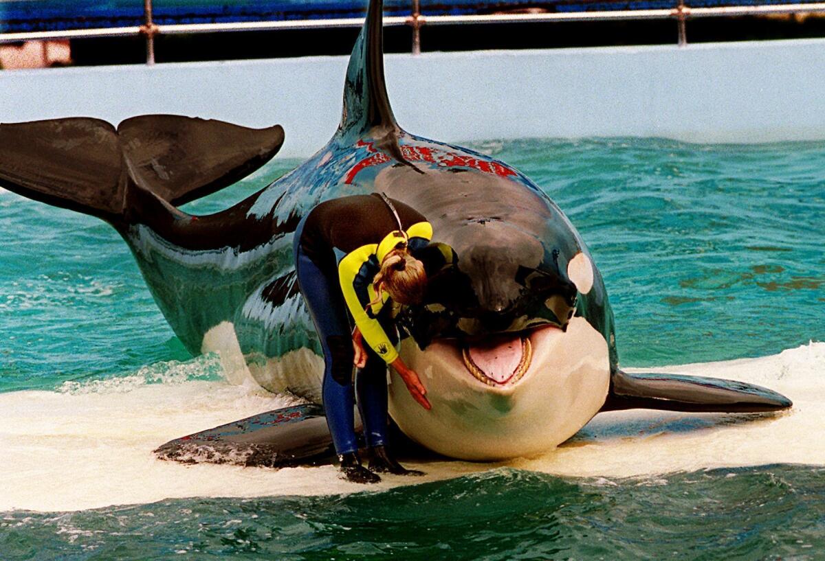 An orca sits on a platform in a tank with her trainer