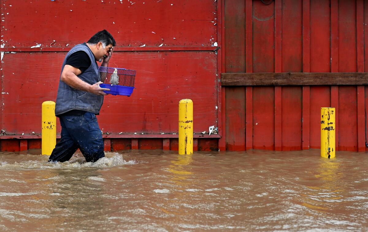A man walks in flood waters carrying birds in a cage.