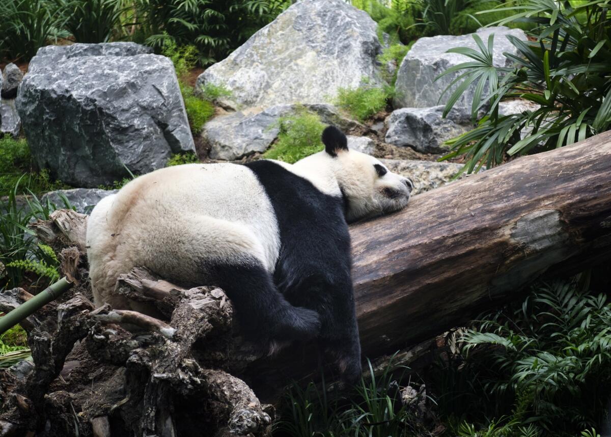 Da Mao sleeps at the Calgary Zoo during the opening of its giant panda habitat on May 7, 2018. His stay at the zoo is being cut short because the pandemic has interrupted its supply of fresh bamboo.