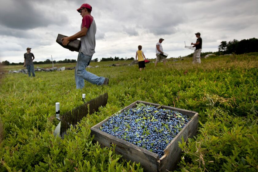 FILE - Workers harvest wild blueberries at the Ridgeberry Farm Friday, July 27, 2012, in Appleton, Maine. The nation's production of wild blueberries slipped a bit last year as some growers contended with drought. Maine is the only state in the U.S. where the blueberries are harvested commercially. (AP Photo/Robert F. Bukaty, File)