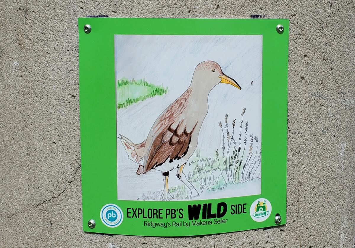 A Ridgeway’s Rail, drawn by Makena Seiler, brings a bit of nature to an unlikely setting — a trash can in Pacific Beach.