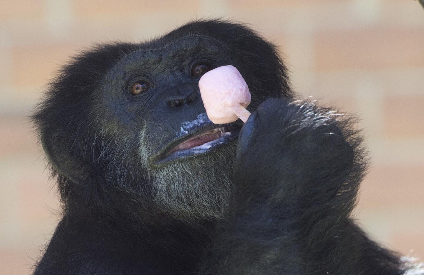 Cold treats for primates