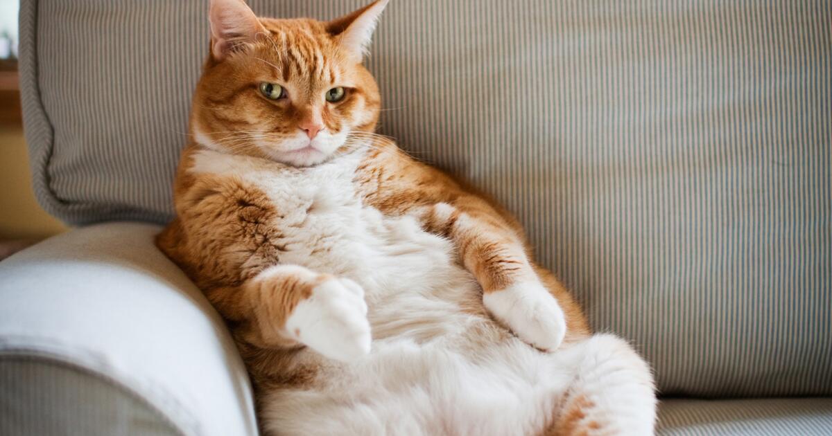 Overweight Cat is Lying on a Weight Scale. Fat Ginger Cat Lying on Floor  Stock Photo - Image of body, obese: 228326384