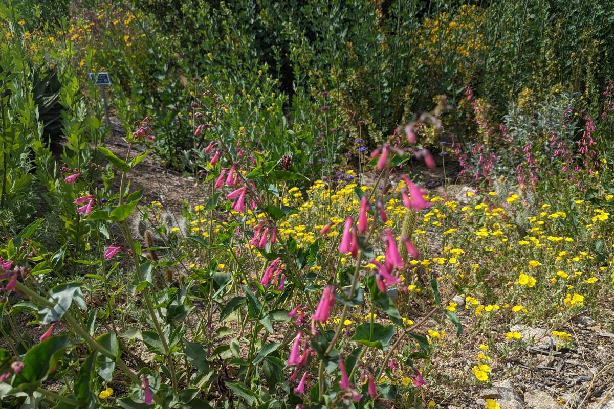 Theodore Payne superbloom hike.