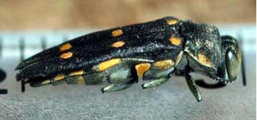 An invasive pest called the goldspotted oak borer is devouring enormous numbers of oak trees in San Diego County and could threaten oaks elsewhere in California.