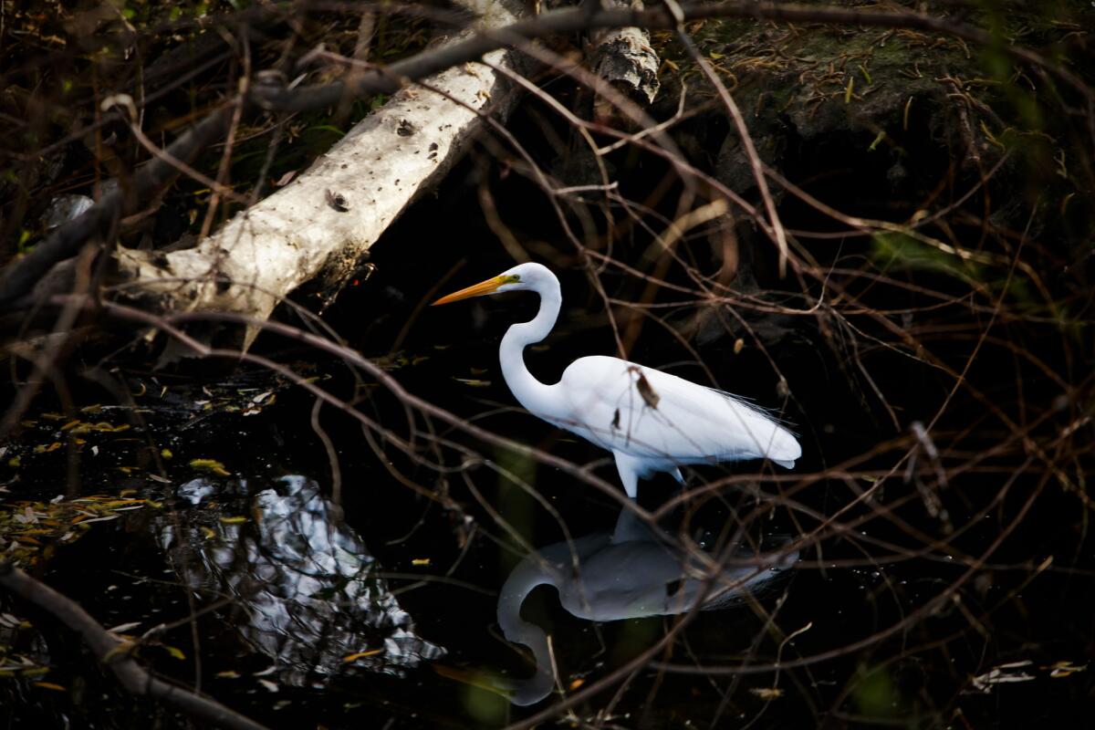 Egrets can find refuge in the wetlands, even though it's freeway close.