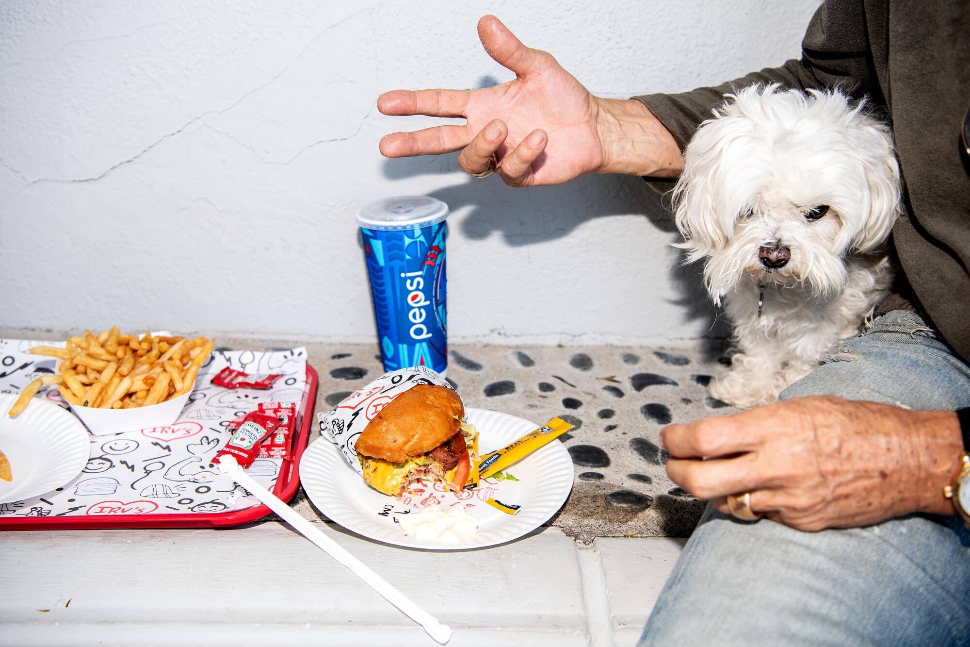 A small white dog sits next to its owner, who gestures at a meal of burger, fries and soft drink
