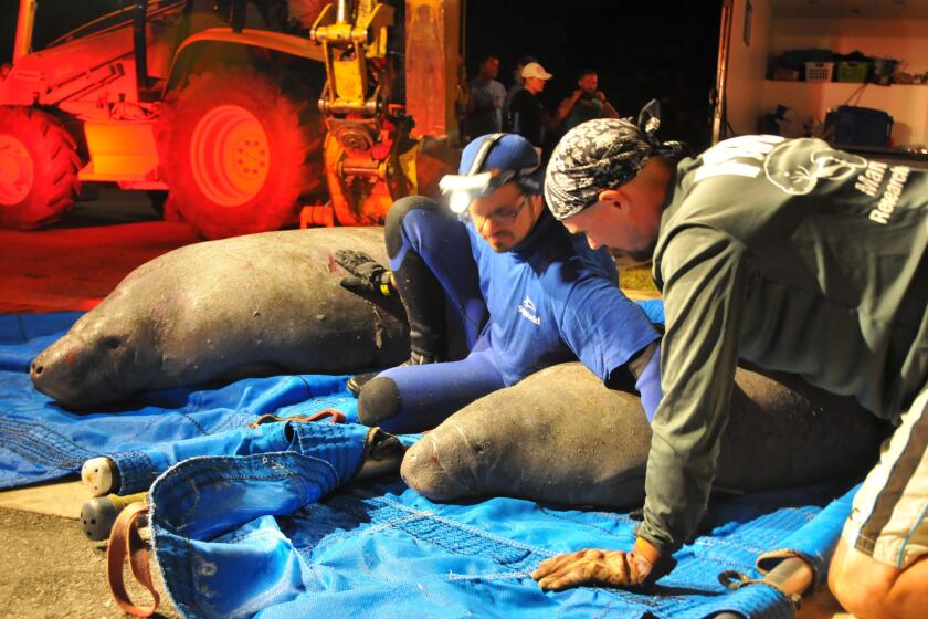 Crowds gathered in Satellite Beach, Fla., on Feb. 23 as rescuers worked to save manatees stuck in a drainage pipe.